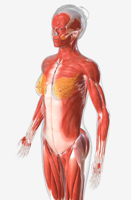 Muscular System Visual Aid Bio Link